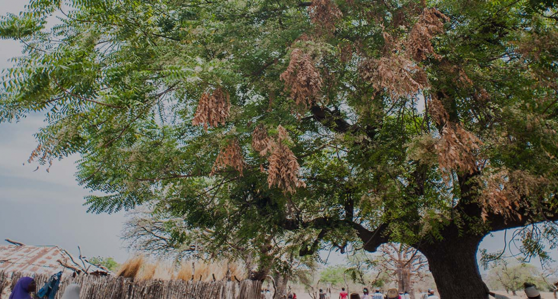 AUN Center for Conflict Analysis, Early Warning &amp; Peacebuilding to Hold Hybrid Conference on Environmental Change and Insecurity in the Sahel 