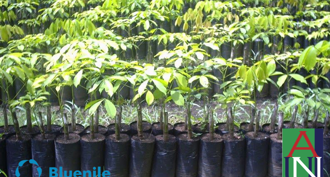Bluenile Donates 1,000 Trees to Afforest AUN Campus, President Frazier Describes Gesture as Thoughtful