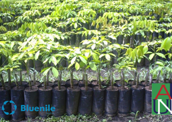 Bluenile Donates 1,000 Trees to Afforest AUN Campus, President Frazier Describes Gesture as Thoughtful